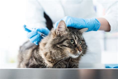 Important Vaccines for Cats - PicTellMe