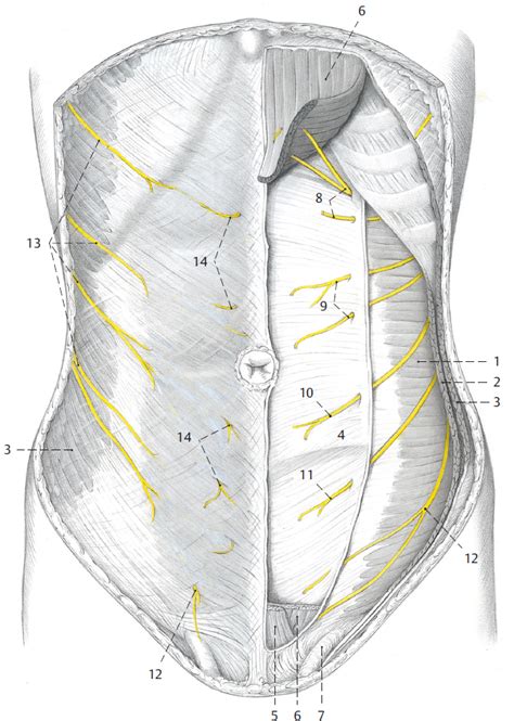 3 Thoracolumbar Junction | Musculoskeletal Key