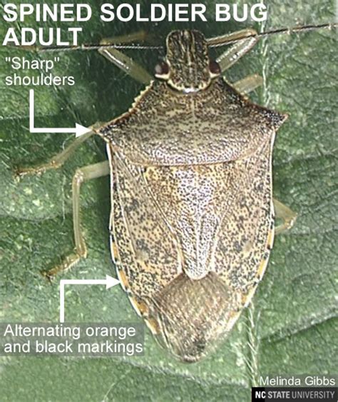 Spined Soldier Bug Look-a-Likes | NC State Extension