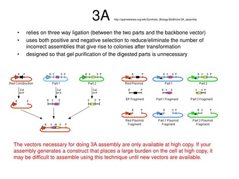 PPT - DNA aSsEmBlY tEcHnIqUes PowerPoint Presentation, free download - ID:2615880