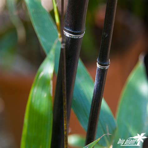 Phyllostachys nigra - Big Plant Nursery