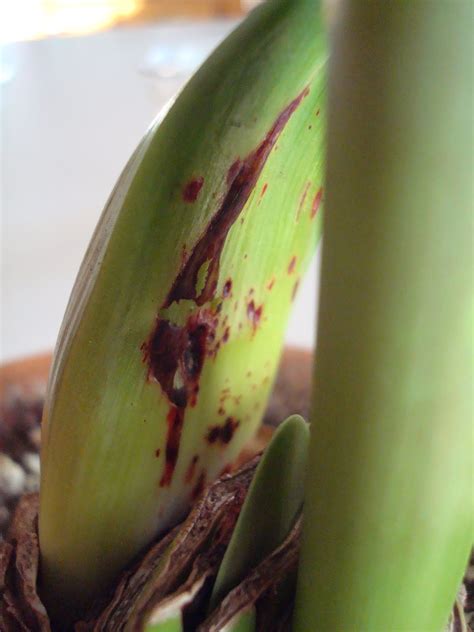 Ipswich Garden Club: Amaryllis Red Blotch