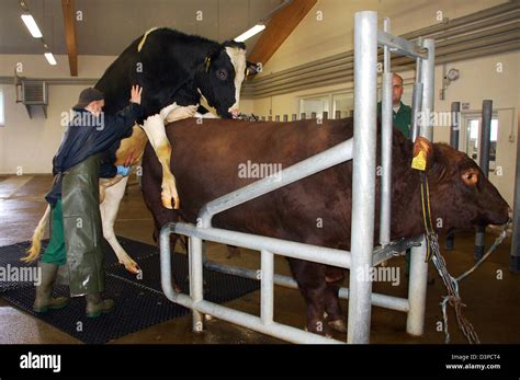 Prime breeding bull in mating hi-res stock photography and images - Alamy