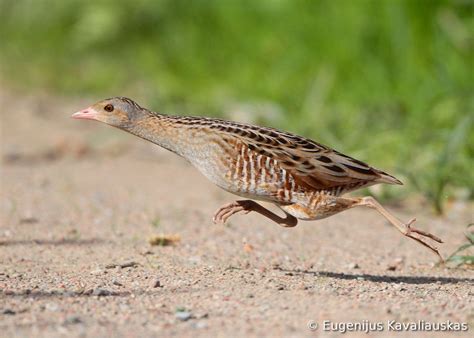 Corncrake | World birds, Bird photo, Funny birds