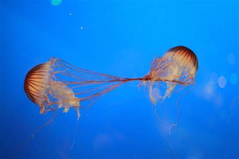 Free Images : sea, water, ocean, animal, underwater, swim, jellyfish, blue, aquatic, floating ...