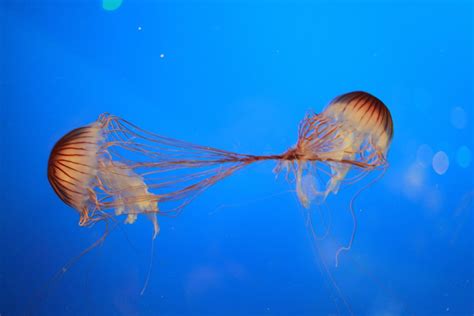 Free Images : sea, water, ocean, animal, underwater, swim, jellyfish ...