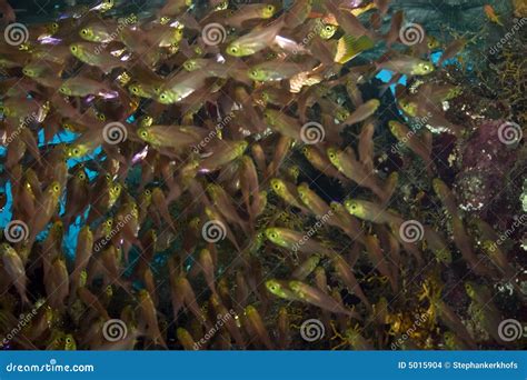 Glassfish stock photo. Image of aquatic, dive, moray, places - 5015904