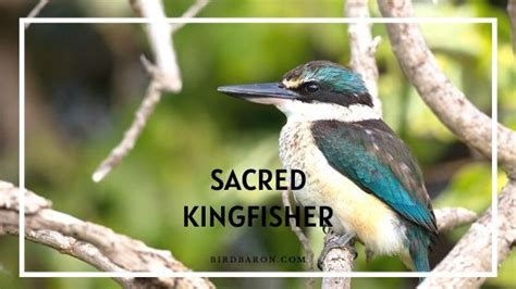 Sacred Kingfisher Bird - Facts | Profile | Diet | Habitat - Bird Baron