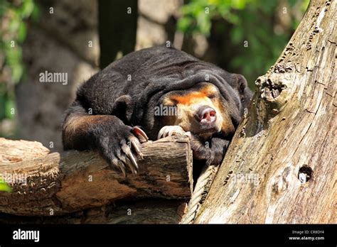 Sun bear or honey bear (Helarctos malayanus), resting, captive, Miami, Florida, USA Stock Photo ...