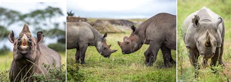 Rhino Conservation Projects Abroad | The Great Projects