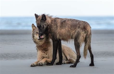 wolveswolves: “Two playing Coastal wolves in British Columbia by Lyman Creek Photography ...