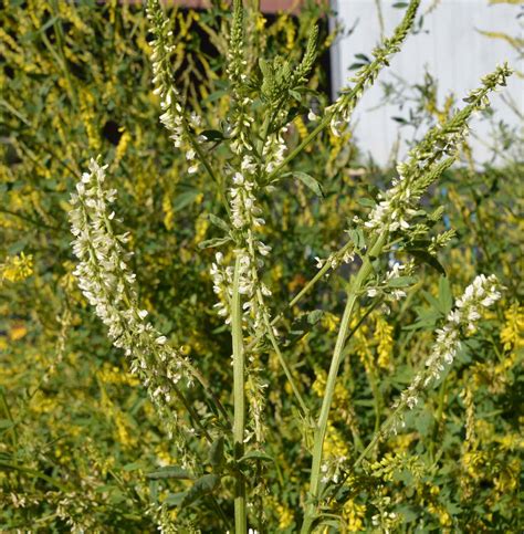 White Sweet Clover (Melilotus alba) | Applewood Seed Company