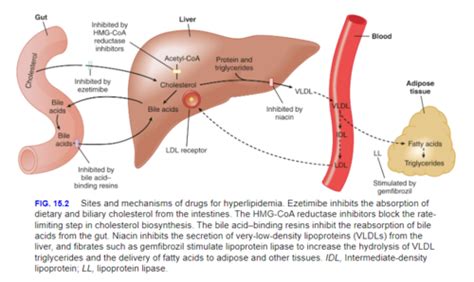 Lipid Lowering Agents (Week 7) Flashcards | Quizlet