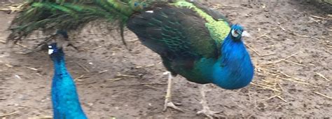 Black Shouldered Peafowl - Peacocks UK