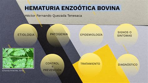 Hematuria Enzoótica Bovina by Hector Quezada on Prezi Next