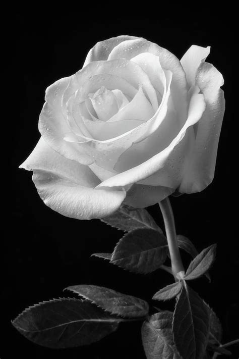 Rose Black And White Photo