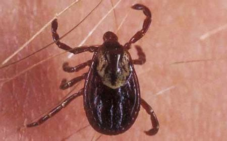 American Dog Tick Identification Tips | PA Tick Research Lab