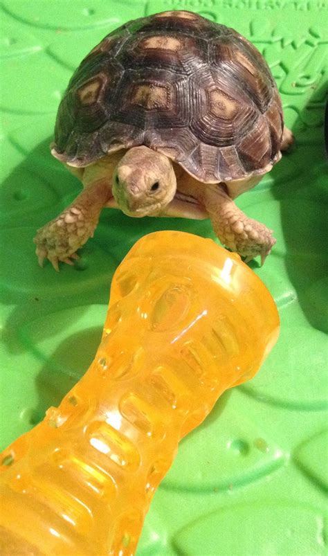 Tortoises as Pets: Care & Information | Tortoise as pets, Tortoise care, Tortoise habitat