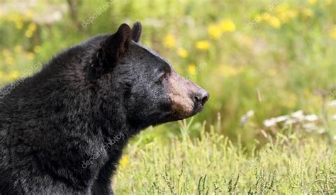 black bear side profile - Google Search | Black bear, Bear, Bear pictures