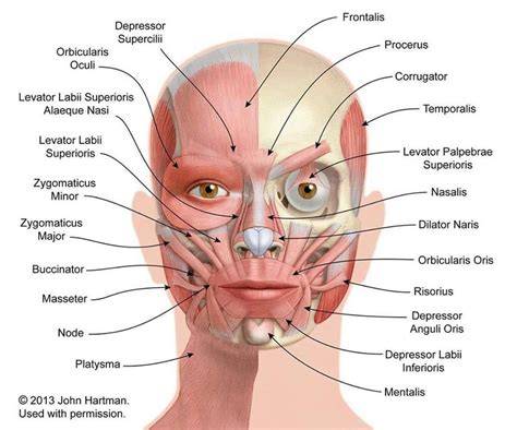 - Muscles of the Face,... - Medical knowledge by Bhawesh