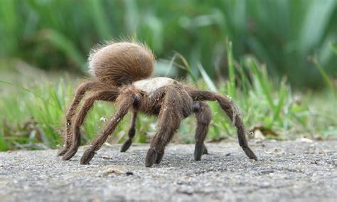 Tarantula vs Black Widow: Which Would Win in a Fight? - W3schools