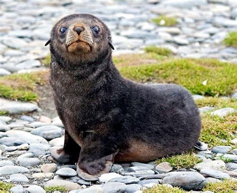 Antarctic Fur Seal – "OCEAN TREASURES" Memorial Library