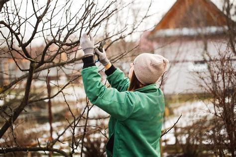 Winter Tree and Shrub Pruning - Cardinal Lawns