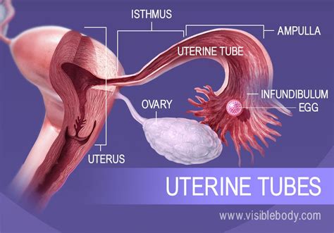 Female Reproductive Structures