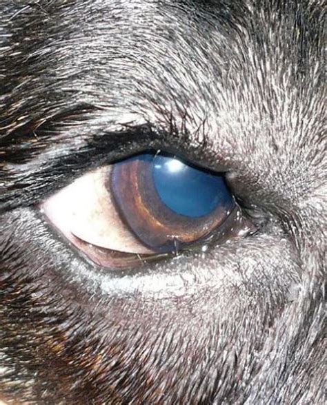 Dog Distichiasis: Symptoms and Treatments - Dog Discoveries