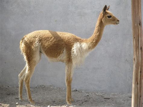 The Vicuna: Finest Wool of Any Animal