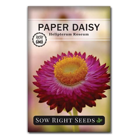 Paper Daisy Seeds | Long Lasting Cut Flower – Sow Right Seeds