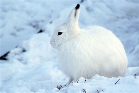 Where do arctic hares live