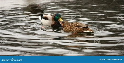 Kissing ducks stock photo. Image of lake, blue, peck, kissing - 4262244