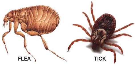 Diseases Spread to Animals by Fleas and Ticks | hubpages