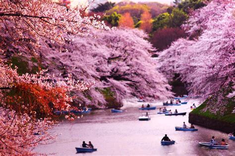 La fête du cerisier japonais : Le Hanami - Pâquerettes Paris