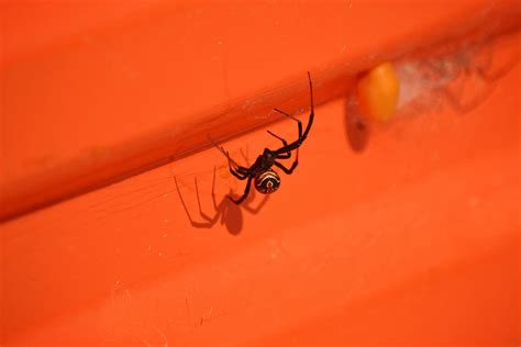 Black Widow Spider Guarding the Nest Photograph by Gaby Ethington ...