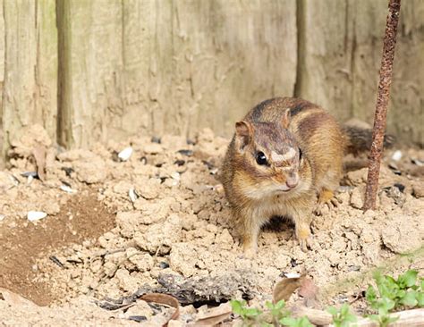 380+ Chipmunk Burrow Stock Photos, Pictures & Royalty-Free Images - iStock