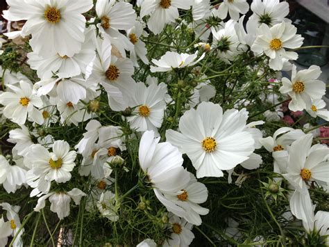 White Cosmos | White cosmo, Summer flowers, Flowers