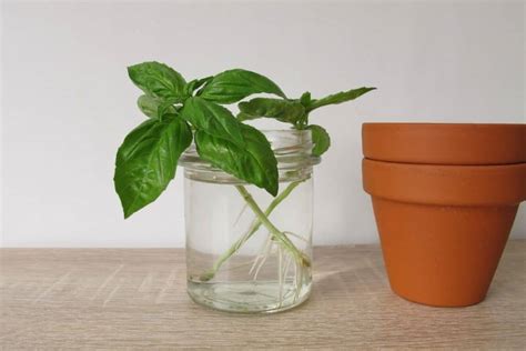 Are Basil Flowers Edible? 10 Delicious Ways To Use Them