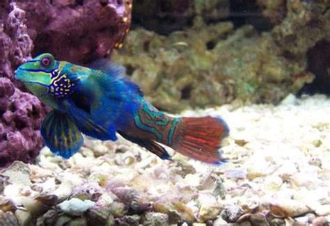 Keeping and Breeding Mandarinfish - RateMyFishTank.com