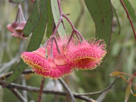 Delicate pink gum blossoms-a flowering tree. Australian Trees ...