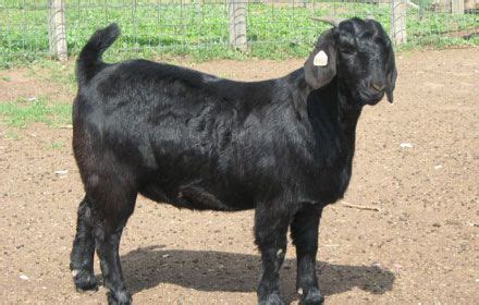 Texas Black Boer Goats by Twin Mountain Boers | For Sale in 2021 | Boer ...