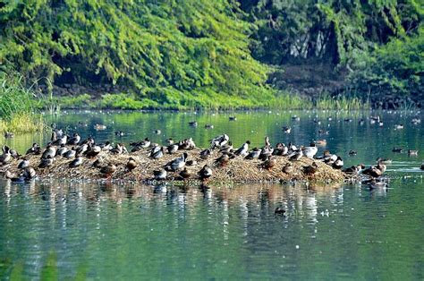 Avian flu kills 45 birds in Sultanpur sanctuary | Daily Mail Online