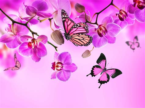 Pink Butterfly Desktop Wallpaper