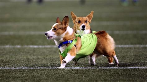 Seahawks Host Corgi Races During MNF Halftime - YouTube