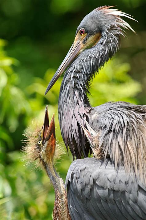 Florida Birding Near Orlando - Photography Life