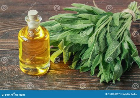 Bottle of Sage Oil and Sage Leaves Stock Image - Image of aroma, leaves ...