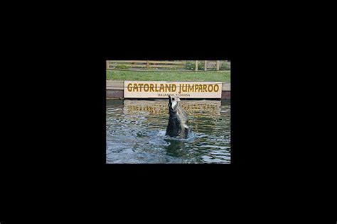 Gatorland 1-Day Ticket - Orlando | Undercover Tourist