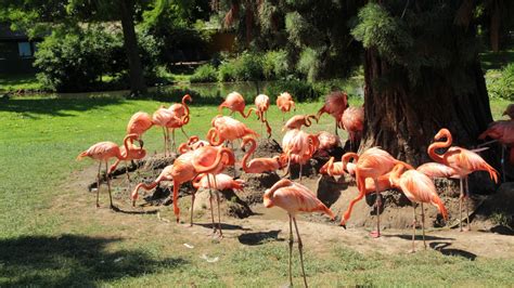 Kölner Zoo