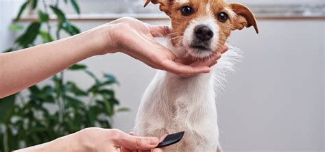 Guidelines on Grooming a Dog in Your Home | Eurovets